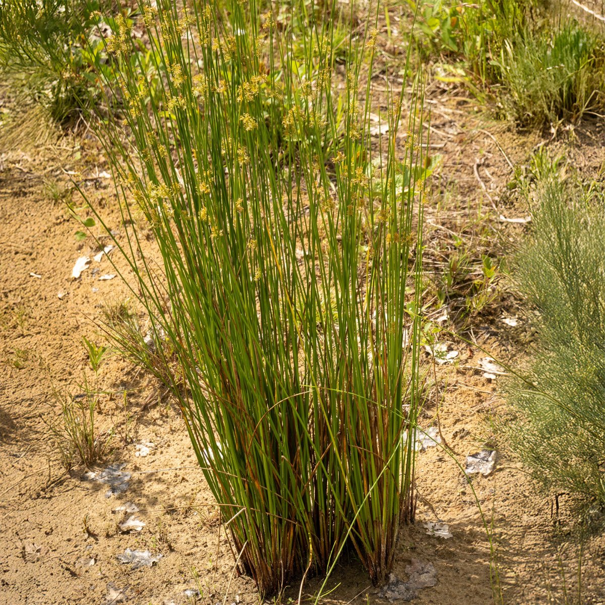 Jonc épars – Image 3