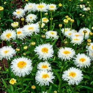 Marguerite d'été Coconut