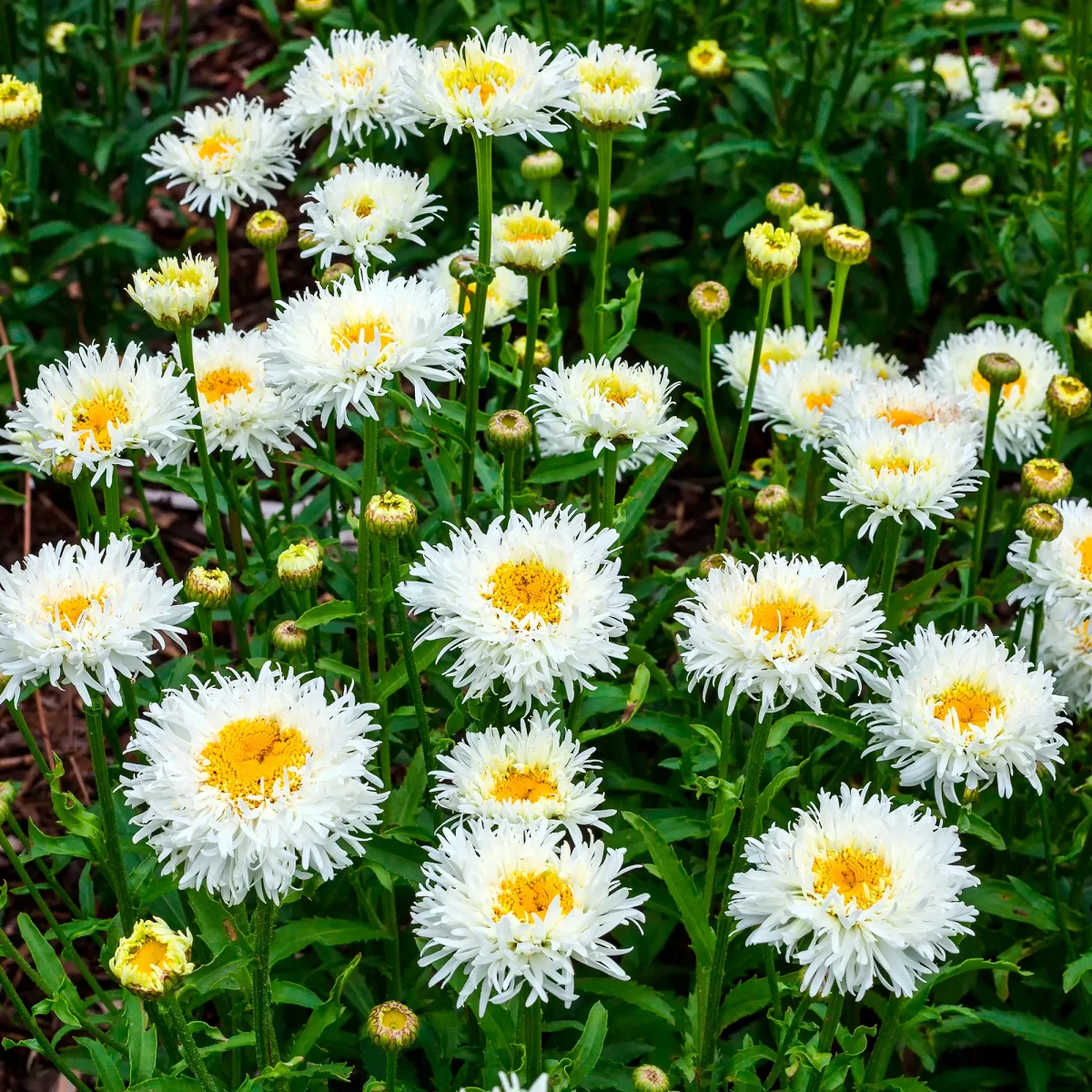Marguerite d'été Coconut – Image 2