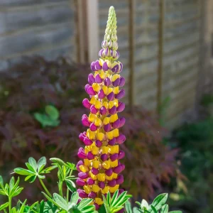 Lupin Manhattan Lights®