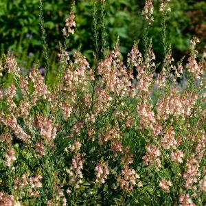 Linaire pourpre Peachy