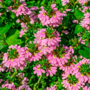Scaevola Baby Pink Touch