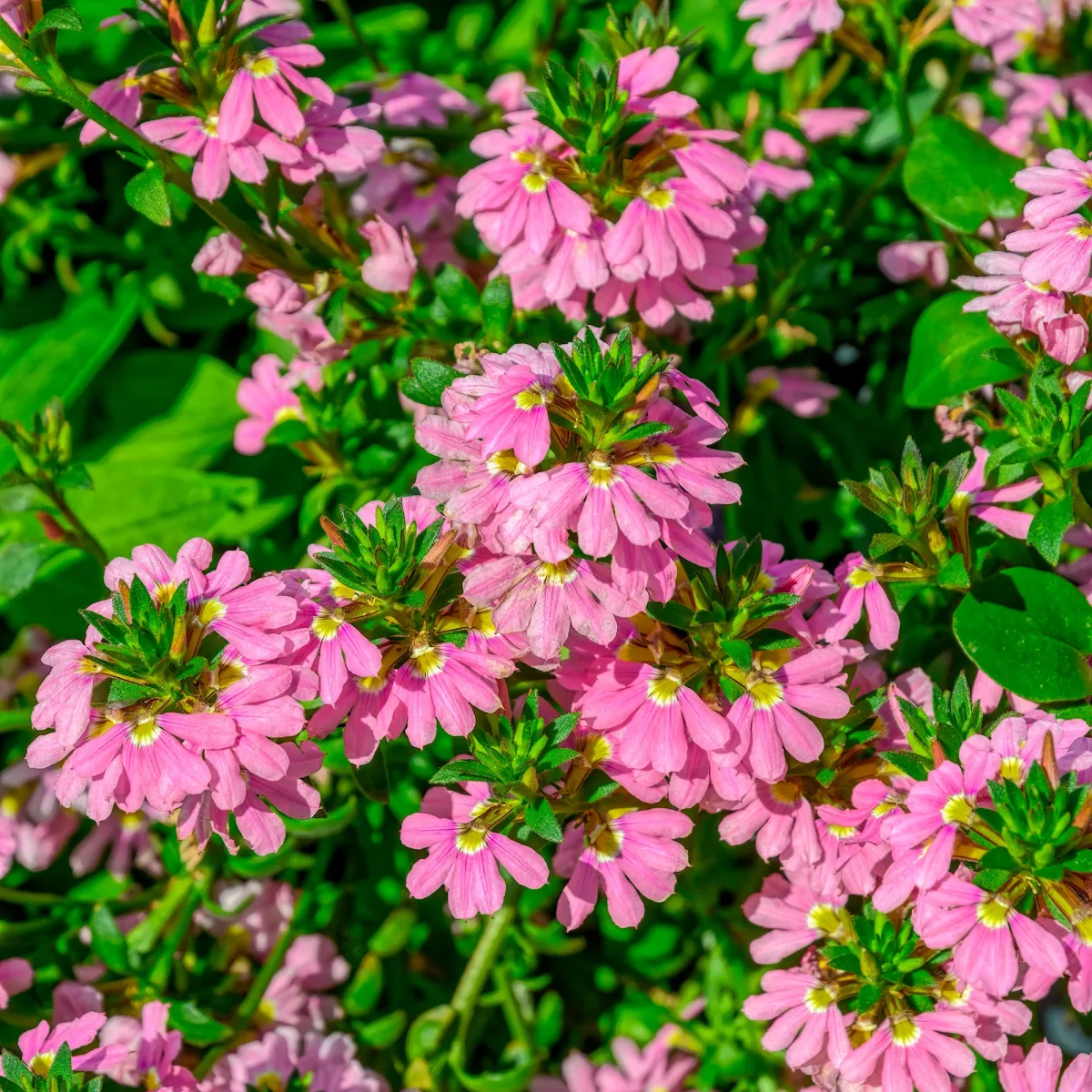 Scaevola Baby Pink Touch