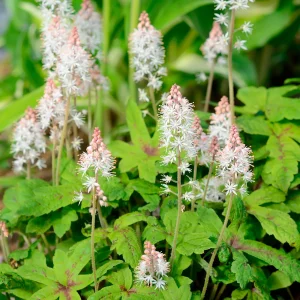 Tiarelle Morning Star