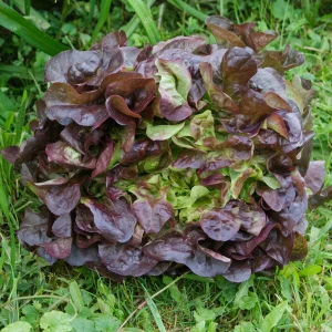 Laitue batavia Rouge Bocado