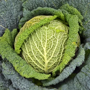 Chou de Milan Manon F1