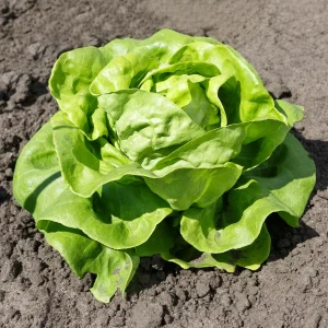Laitue pommée Justine