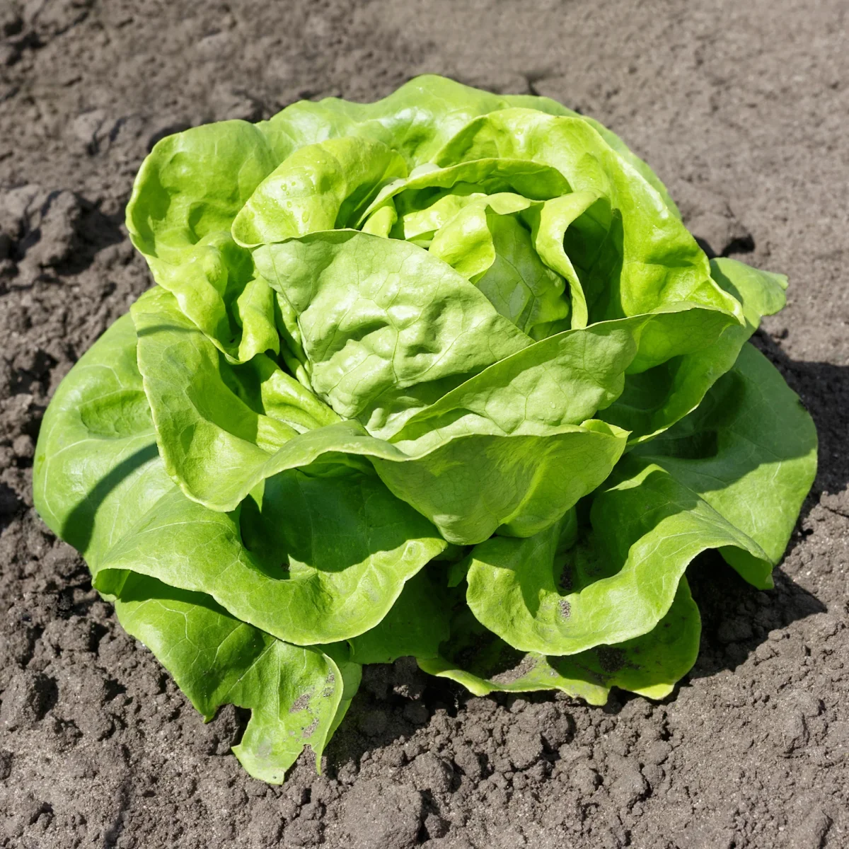 Laitue pommée Justine