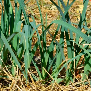 Poireaux Bleu de Solaise