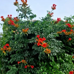 Bigone Ebony & Red®