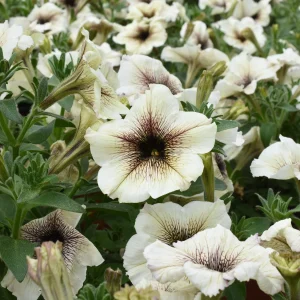 Pétunia à cœur marron