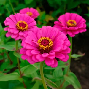 Zinnia fuchsia