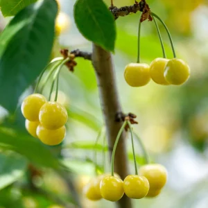 Cerisier Bigarreau Jaune de Donissen