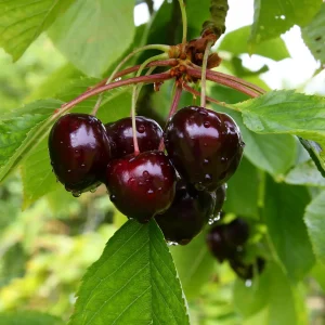 Cerisier Bigarreau Noire