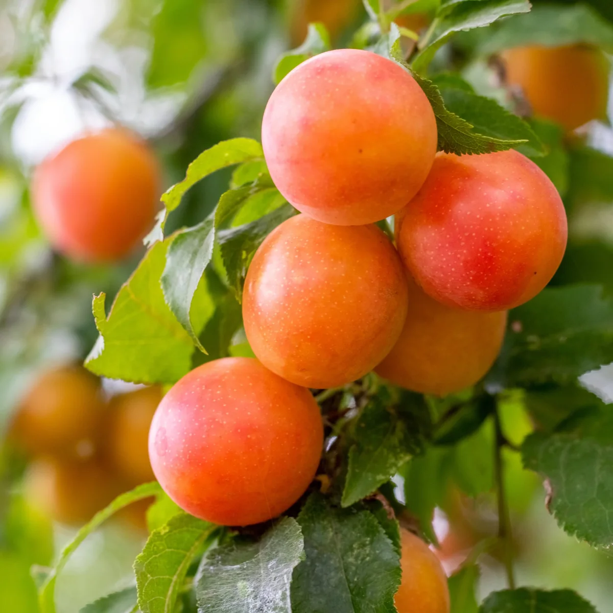 Prunier Aprimira – Image 2