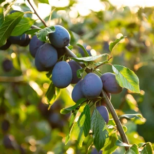 Prunier Pruneau de Bâle - Quetsche