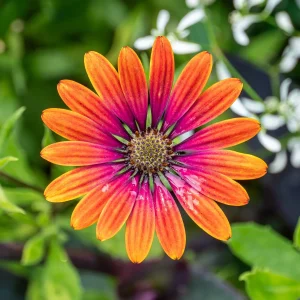 Marguerite du Cap Purple Sun - Osteospermum