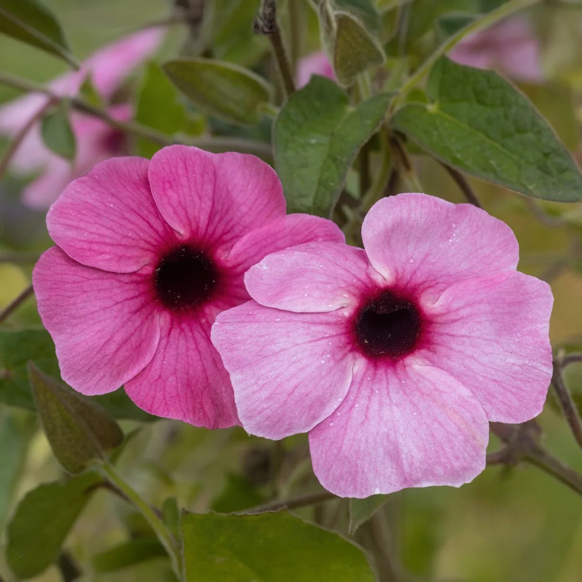 Suzanne aux yeux noirs rose – Image 6