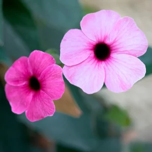 Suzanne aux yeux noirs rose