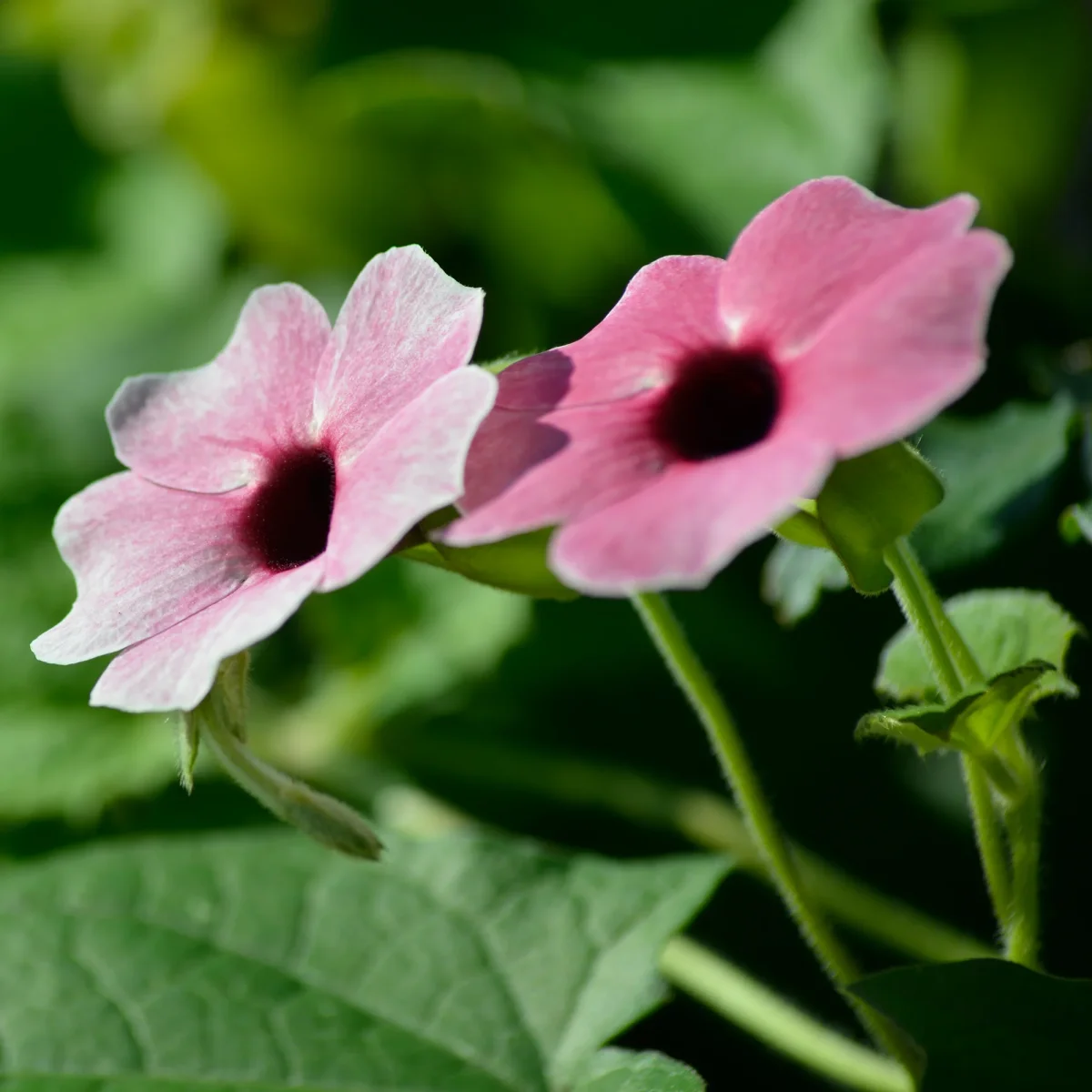 Suzanne aux yeux noirs rose – Image 5