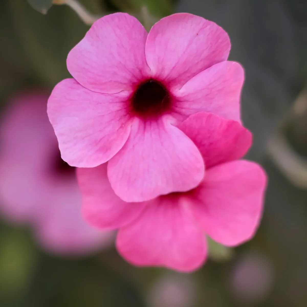 Suzanne aux yeux noirs rose – Image 4