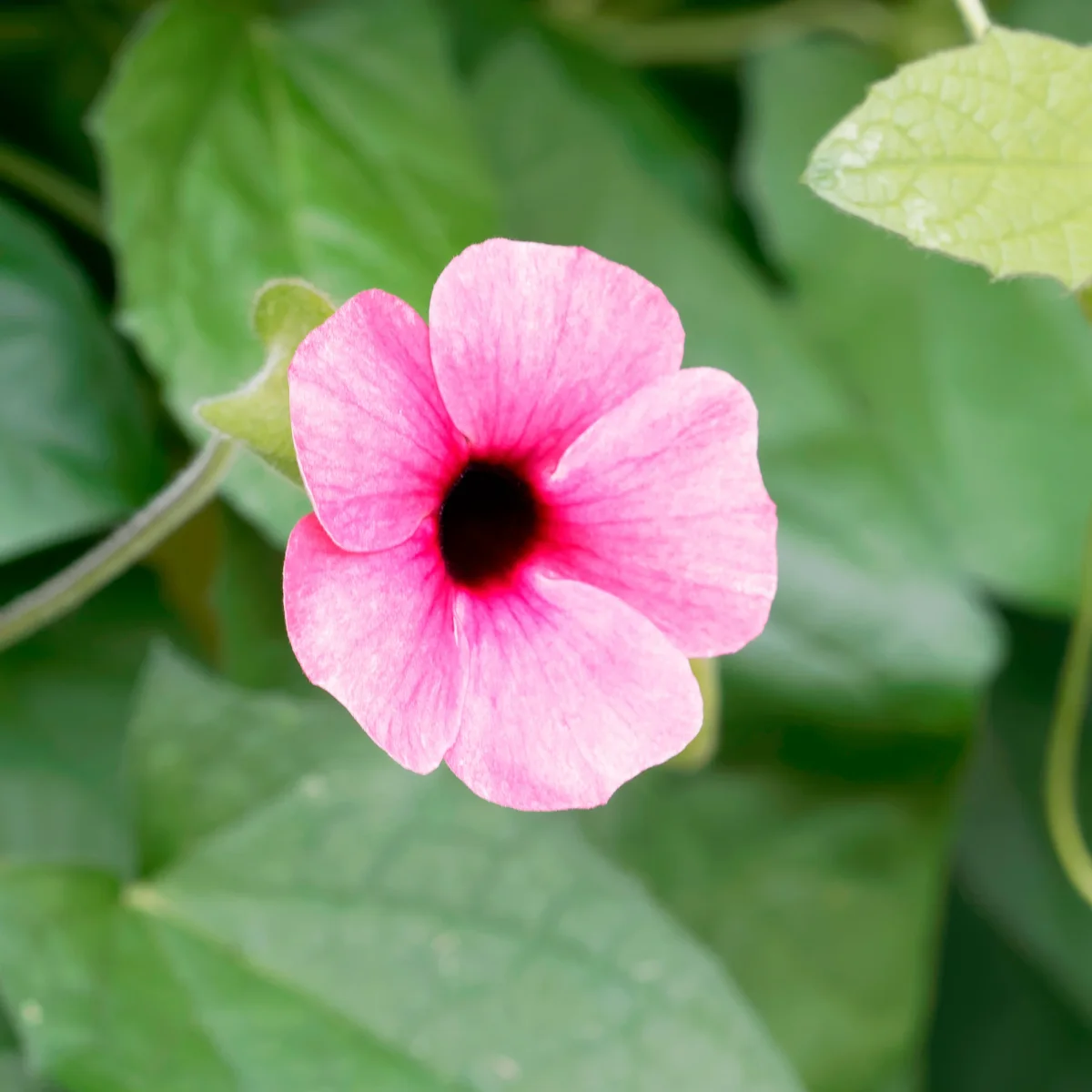 Suzanne aux yeux noirs rose – Image 3