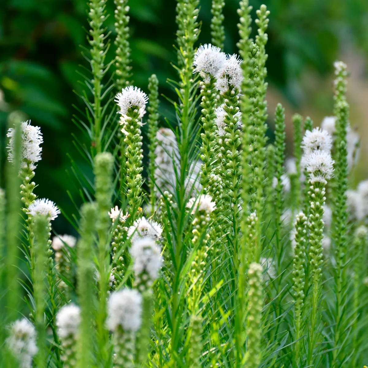 Vivaces à fleurs Blanches – Image 6