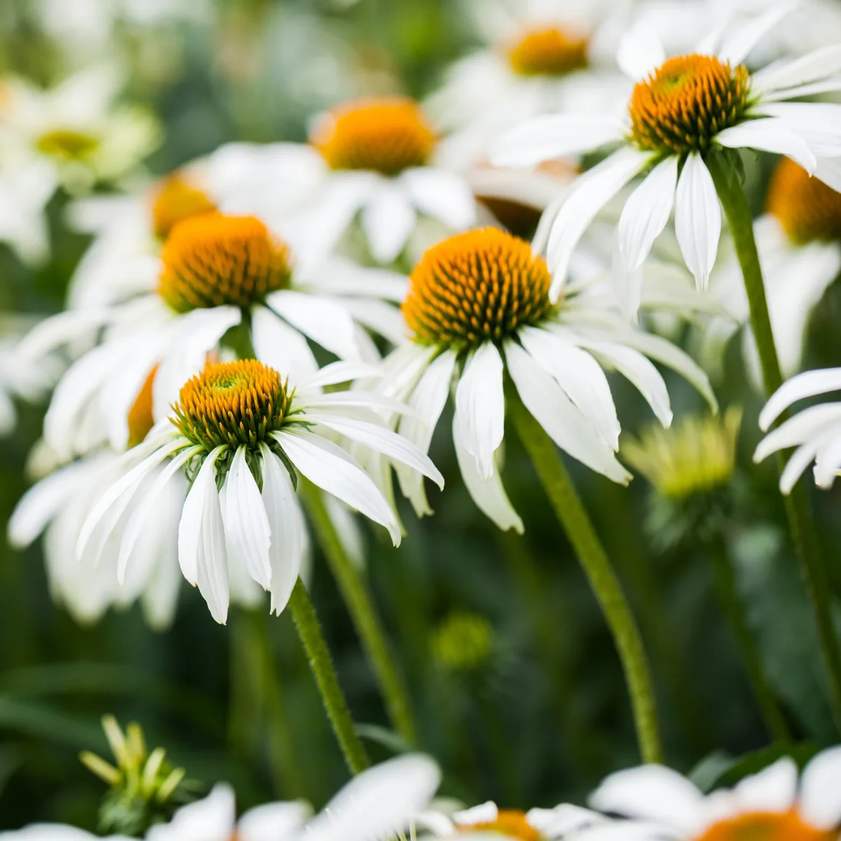 Vivaces à fleurs Blanches – Image 4