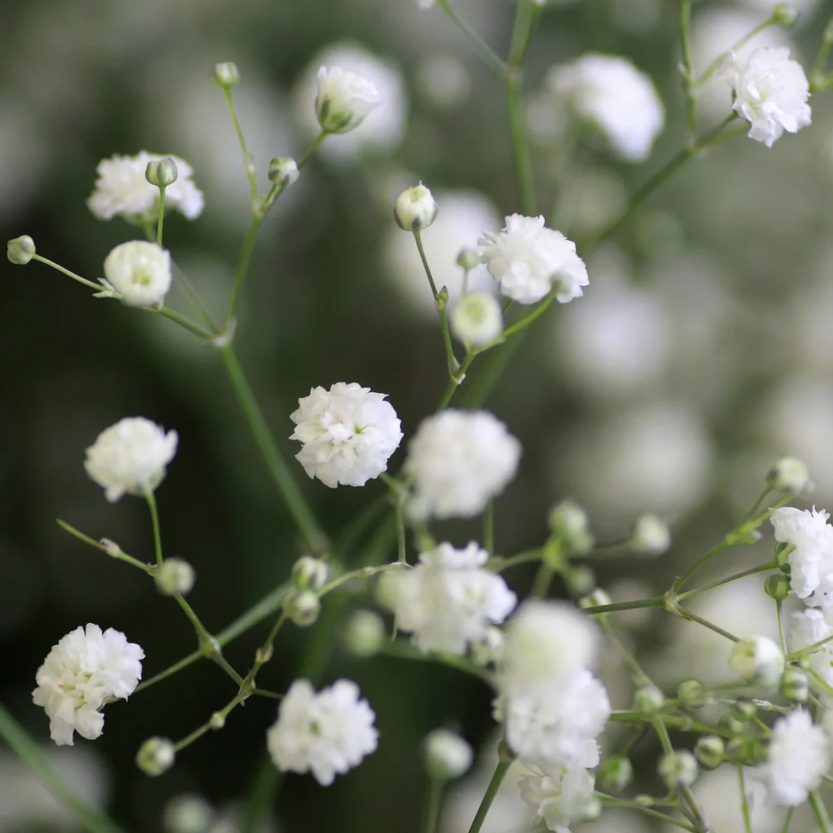 Vivaces à fleurs Blanches – Image 5