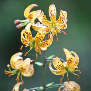 Lis martagon Sunny Morning