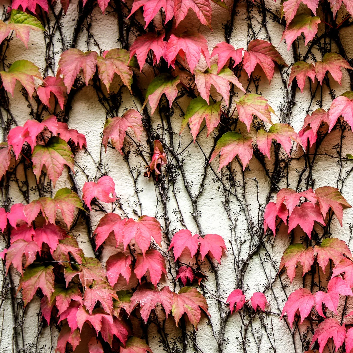 Vigne vierge – Image 6