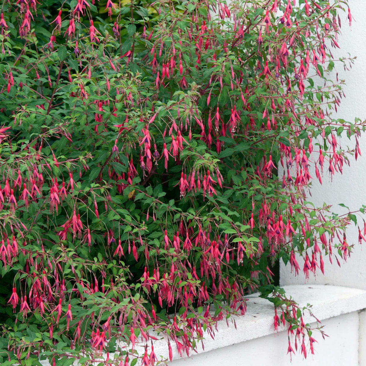 3 Fuchsias Riccartonii – Image 8