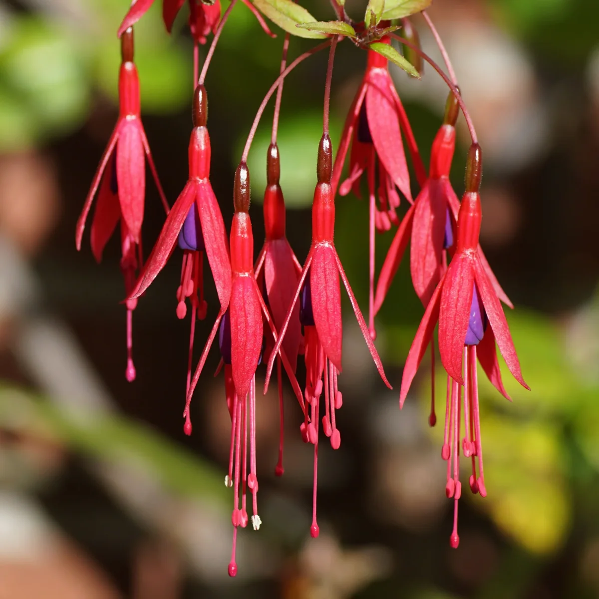 3 Fuchsias Riccartonii – Image 2