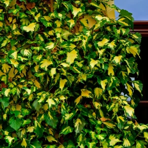 Lierre commun Goldheart