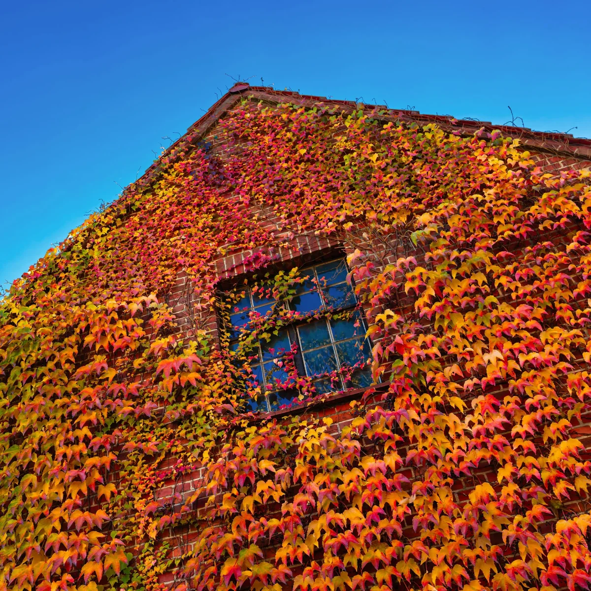 Vigne vierge – Image 5