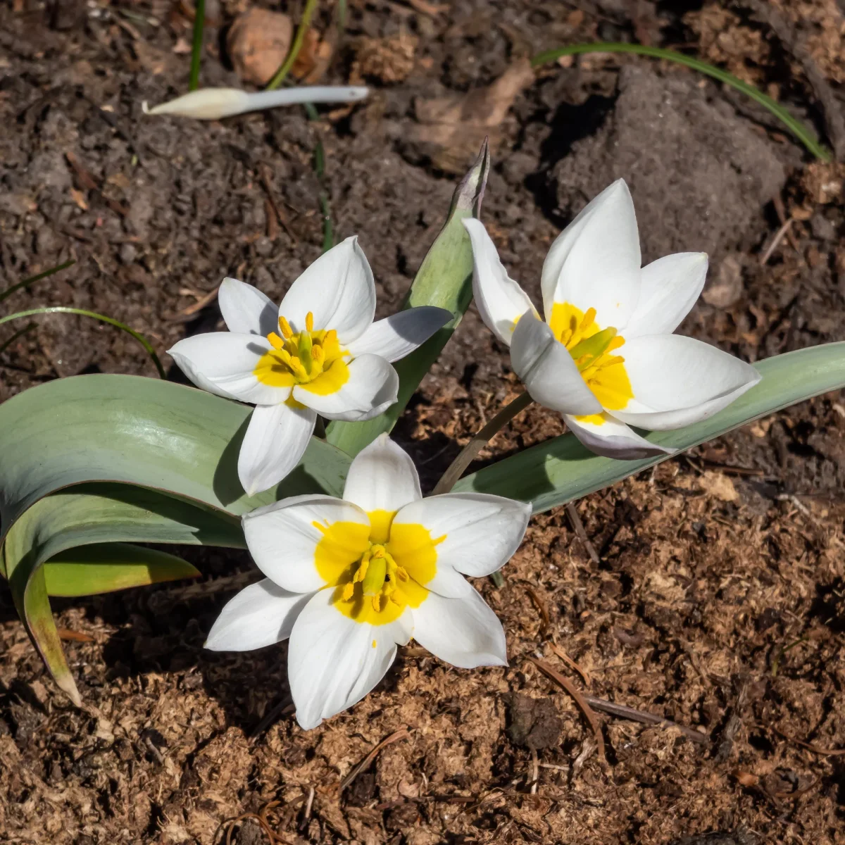 10 Tulipes botaniques Polychroma – Image 2