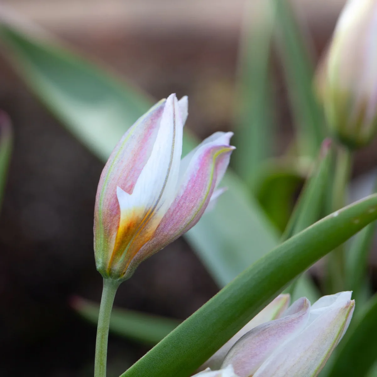 10 Tulipes botaniques Polychroma – Image 3