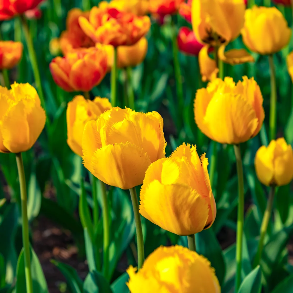 10 Tulipes Crystal Star – Image 4