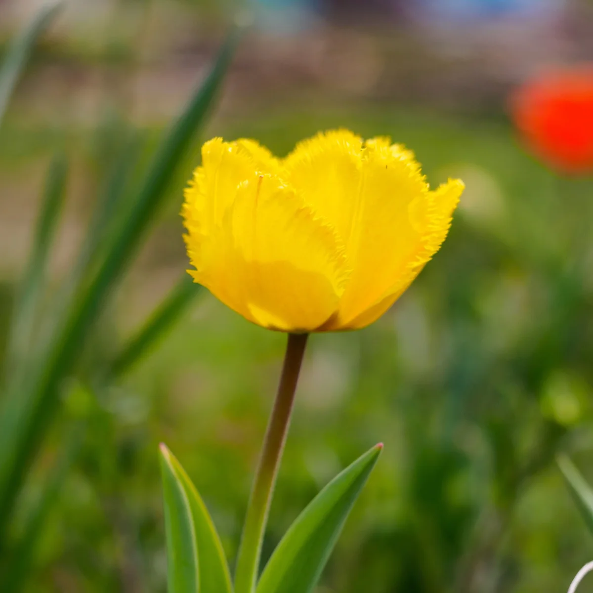 10 Tulipes Crystal Star – Image 2