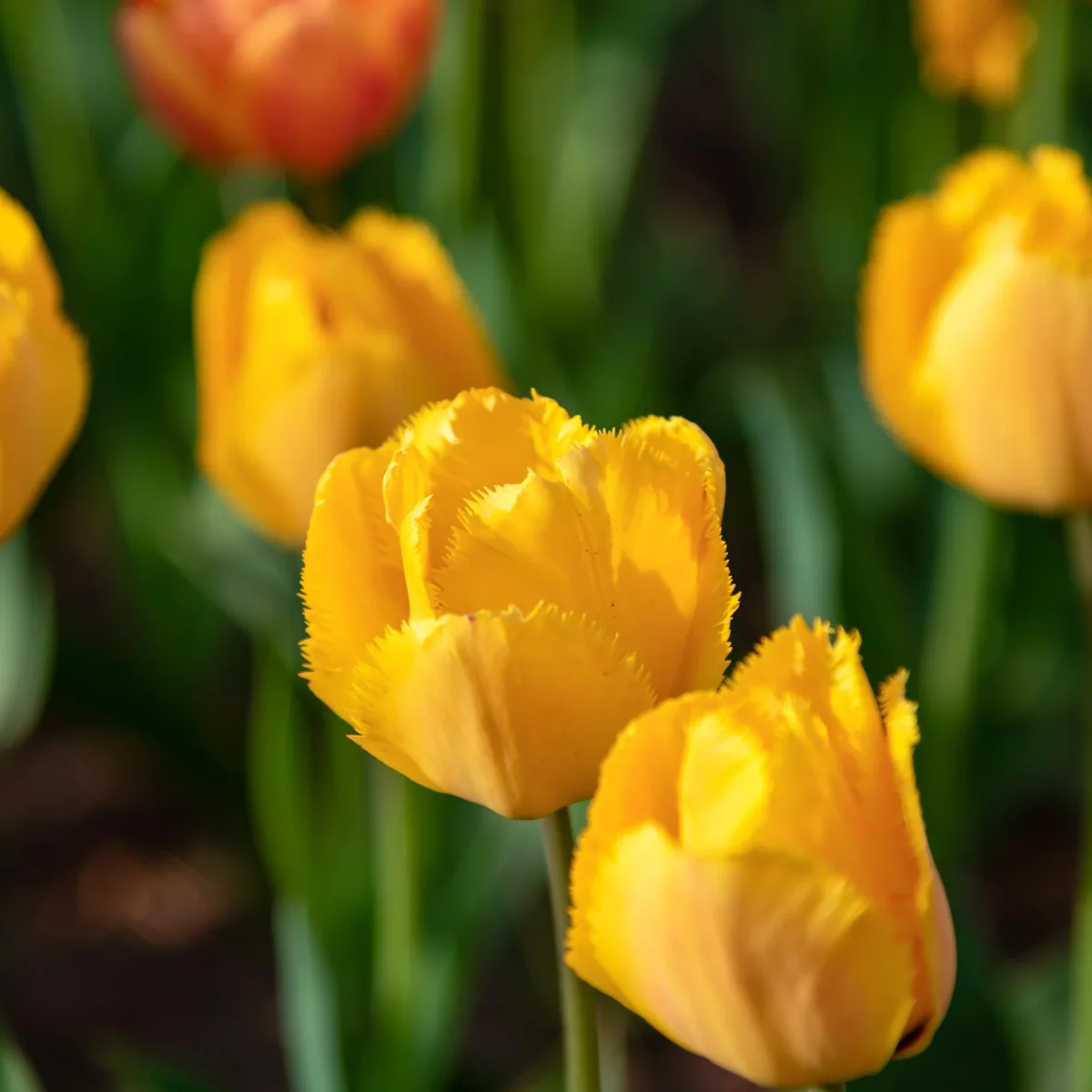 10 Tulipes Crystal Star – Image 3