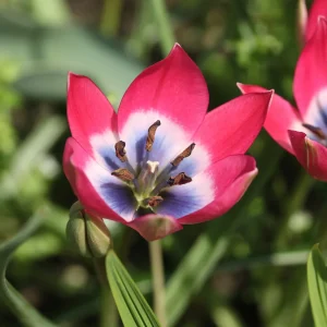 10 Tulipes botaniques Little Beauty