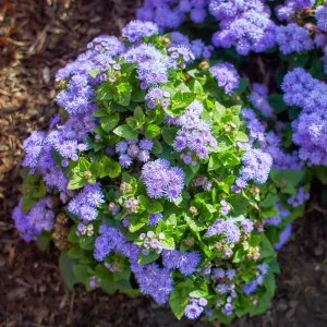 Ageratum bleu