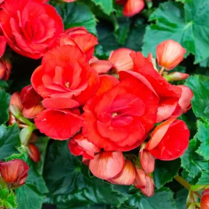 Bégonia à grandes fleurs rouges