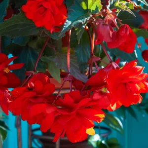 Bégonia retombant rouge