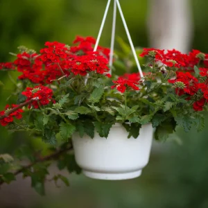 Verveine retombante rouge