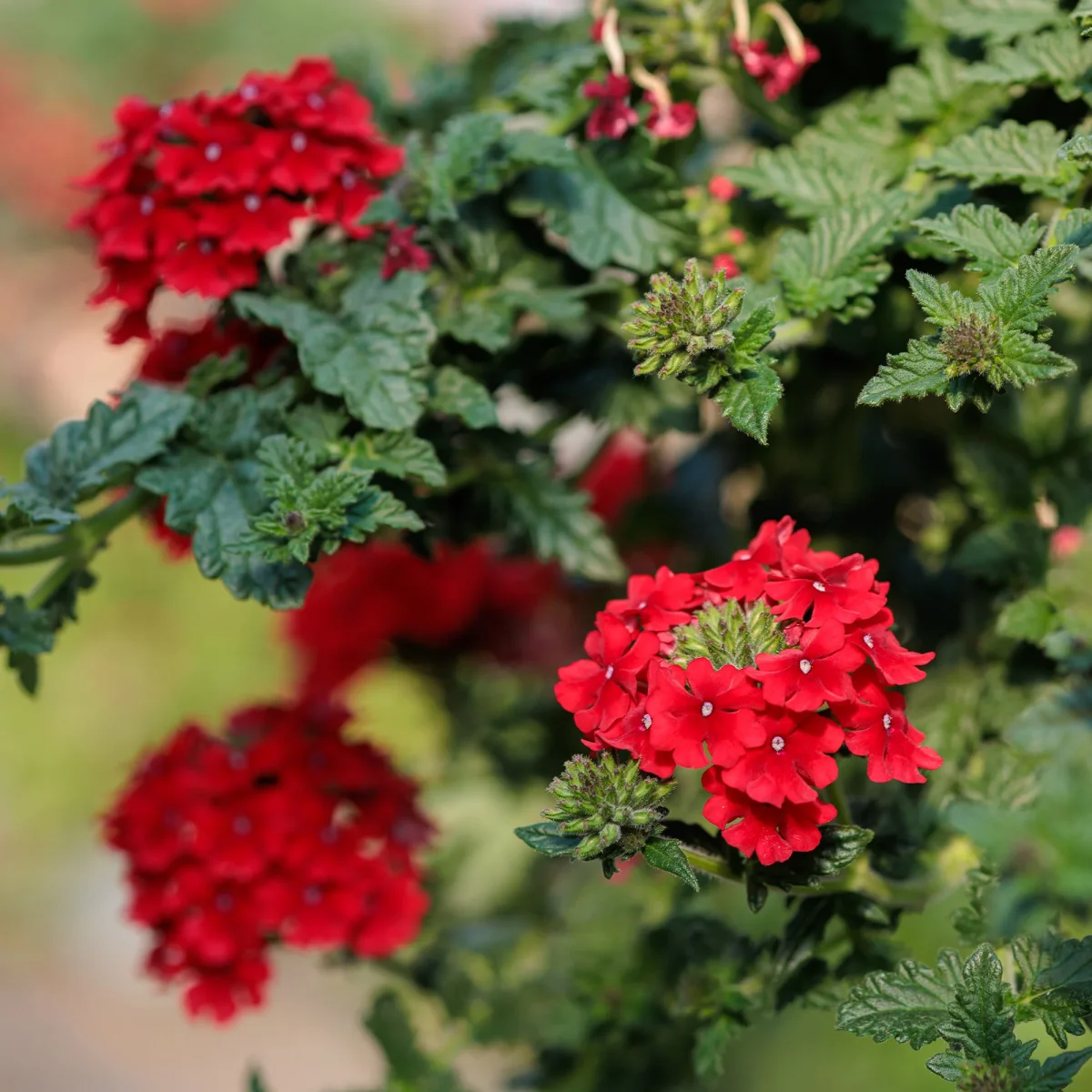 Verveine retombante rouge – Image 3