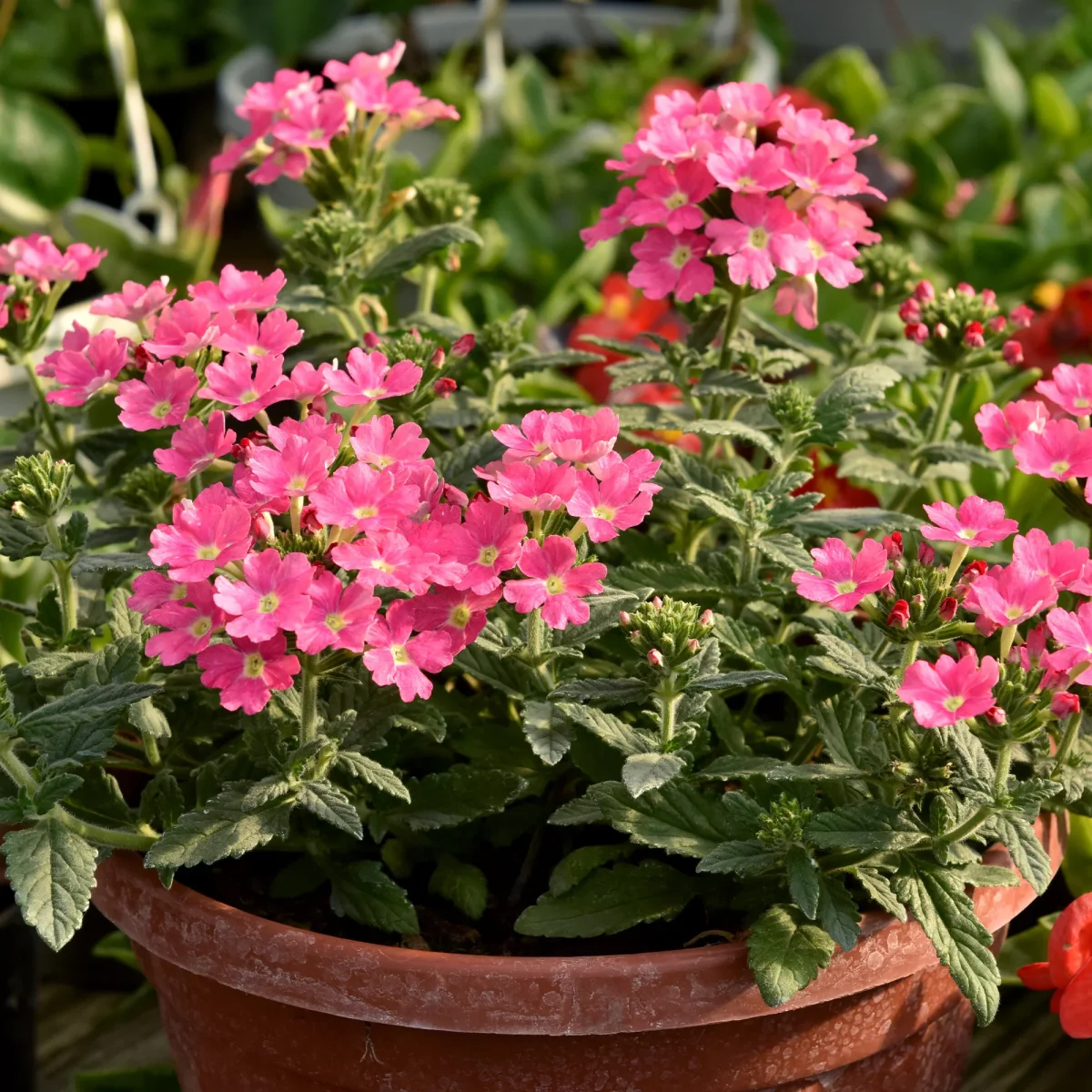 Verveine retombante rose