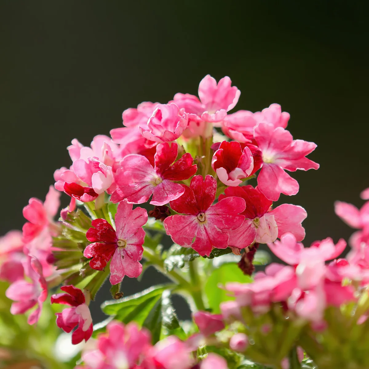 Verveine retombante rose – Image 3