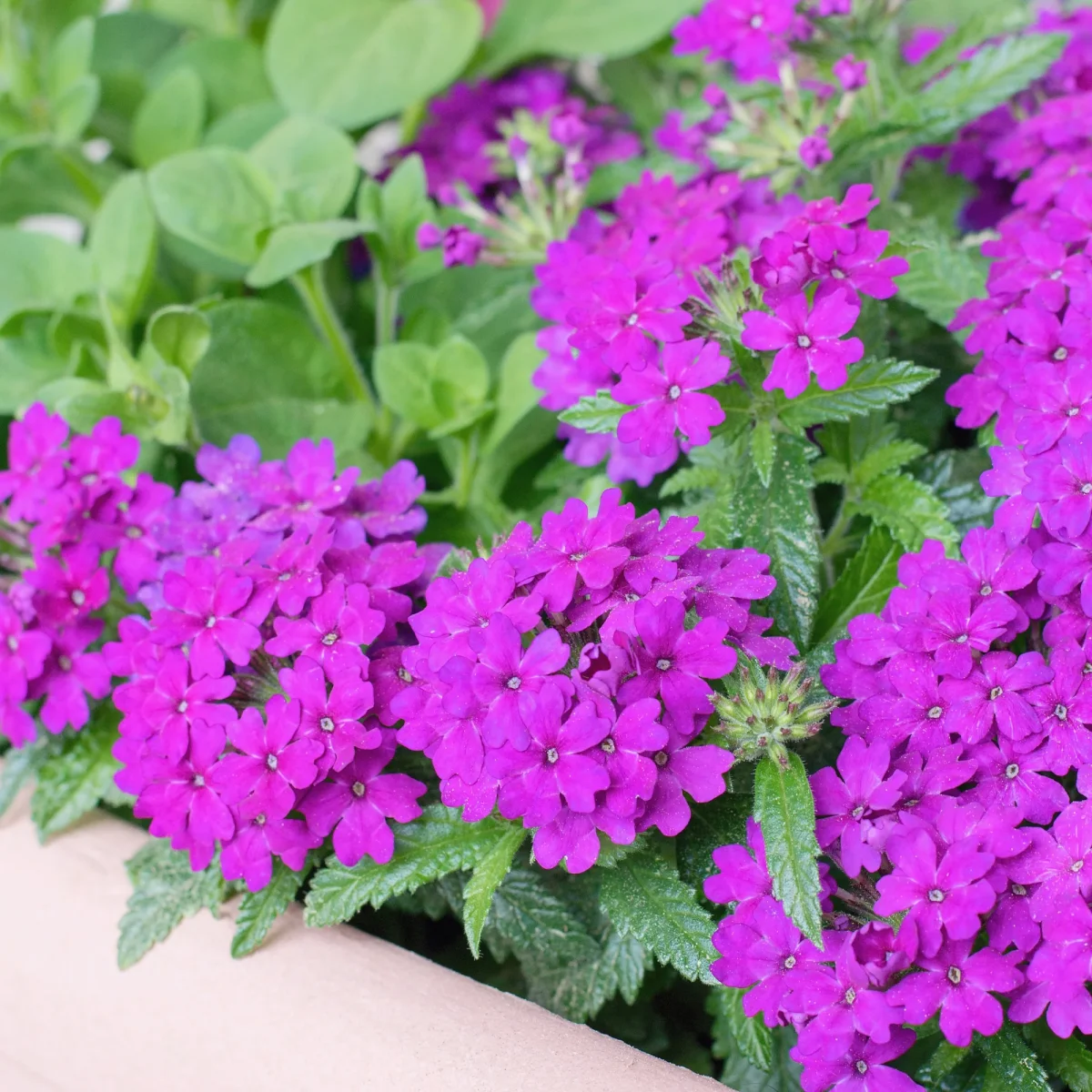 Verveine retombante violette – Image 3