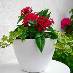 Pentas rouge